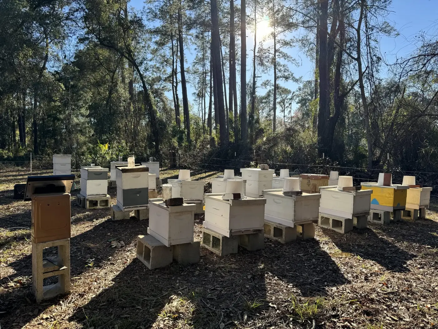 Hives in the morning sun among the pines