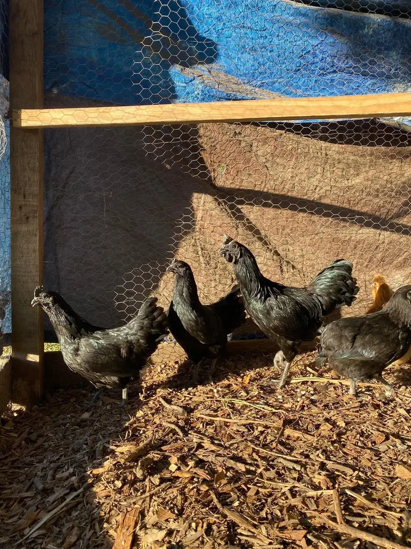 Ayam cemani chickens
