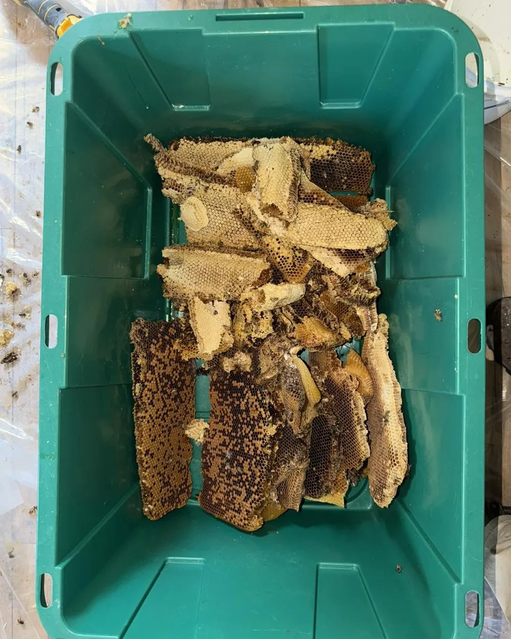 Rescued comb ready to be re-hived