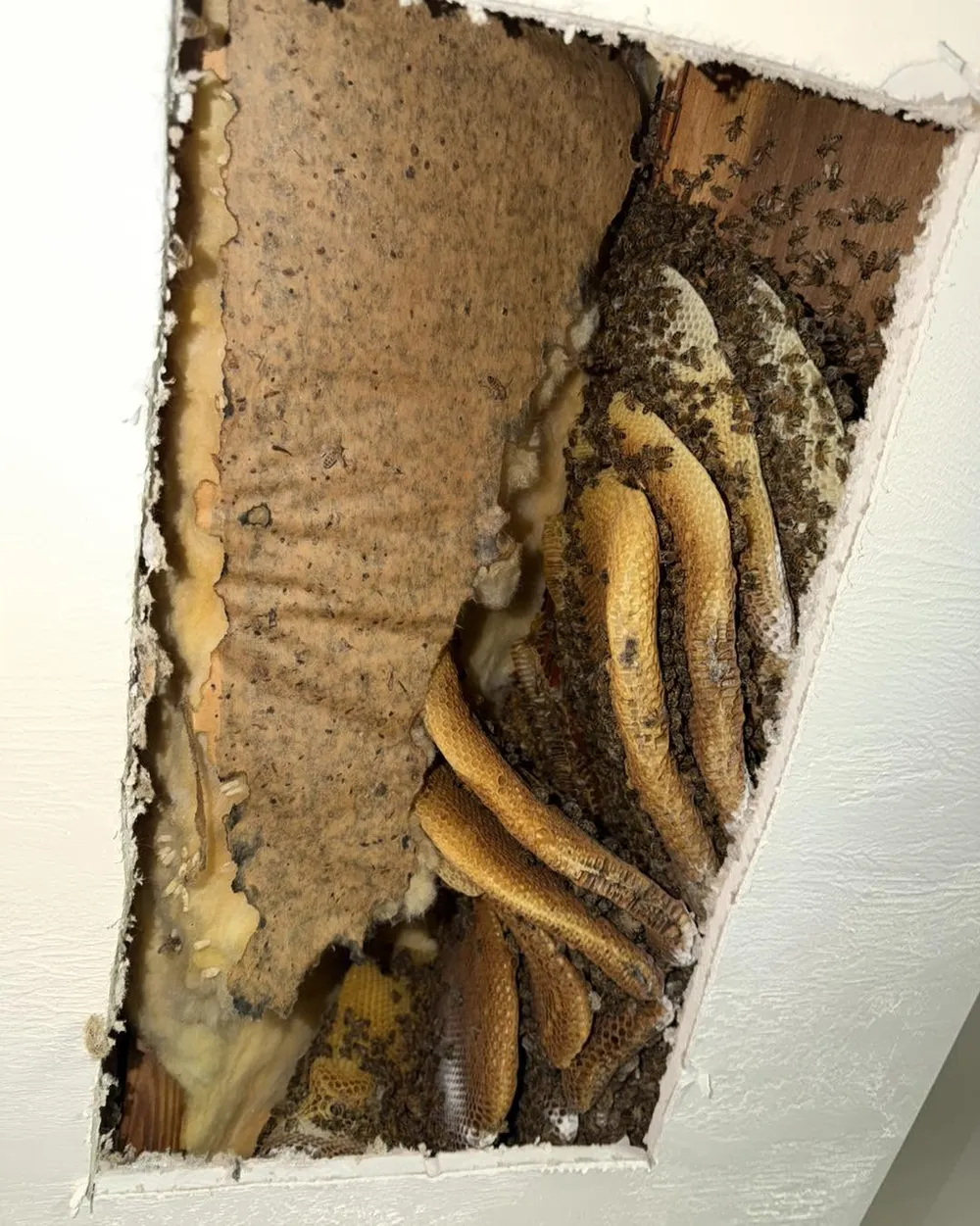 Exposed honeycomb during a cut-out