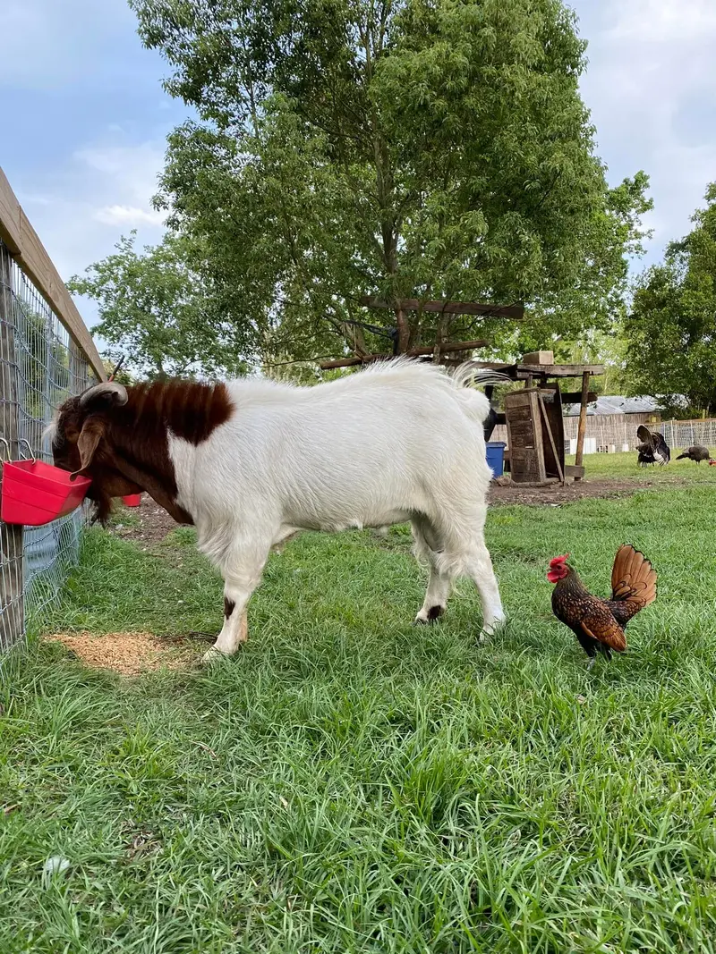 Boer goat in the pasture