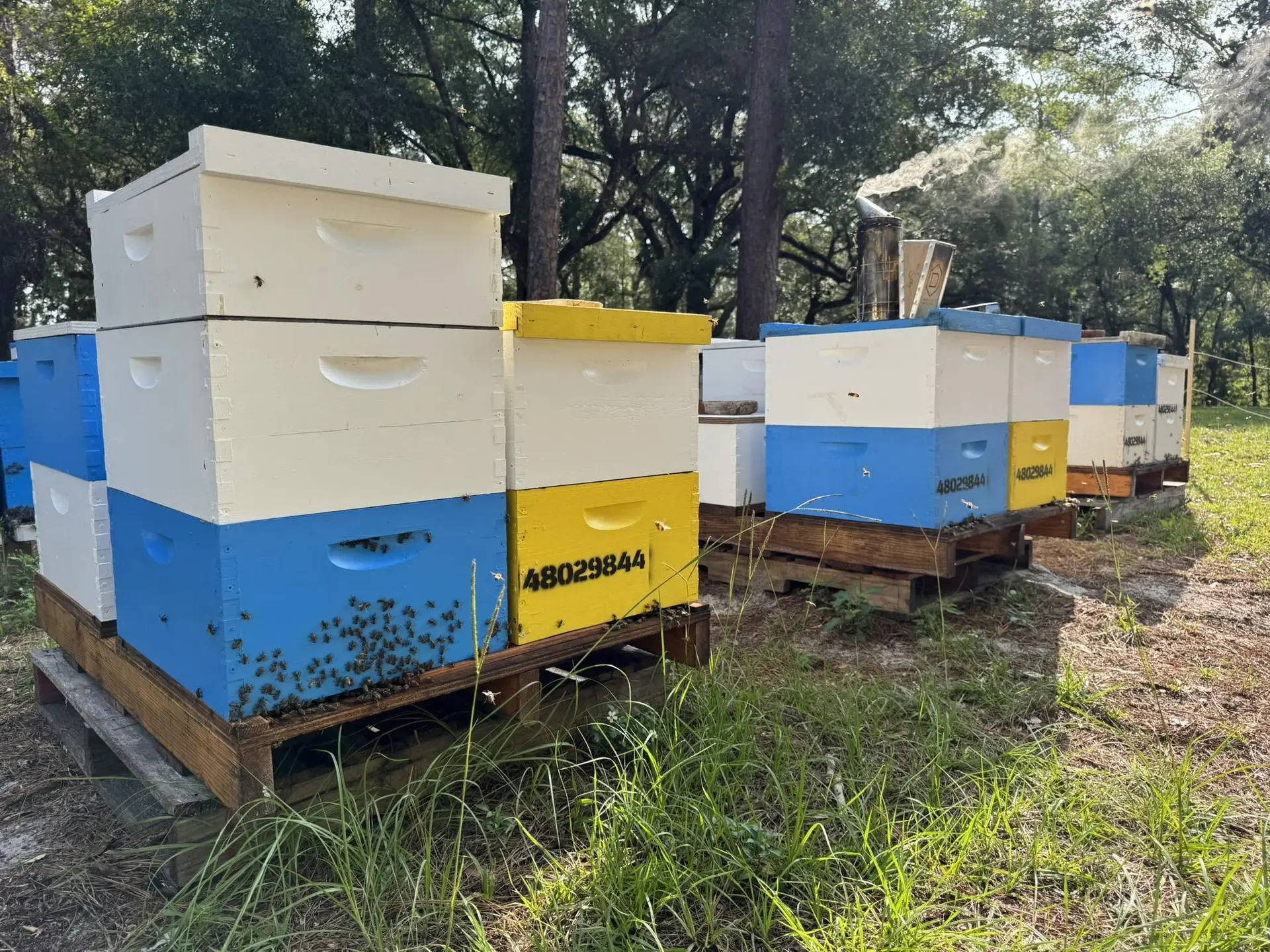 The Synergy Farm apiary in Silver Springs — painted hives with a smoker running