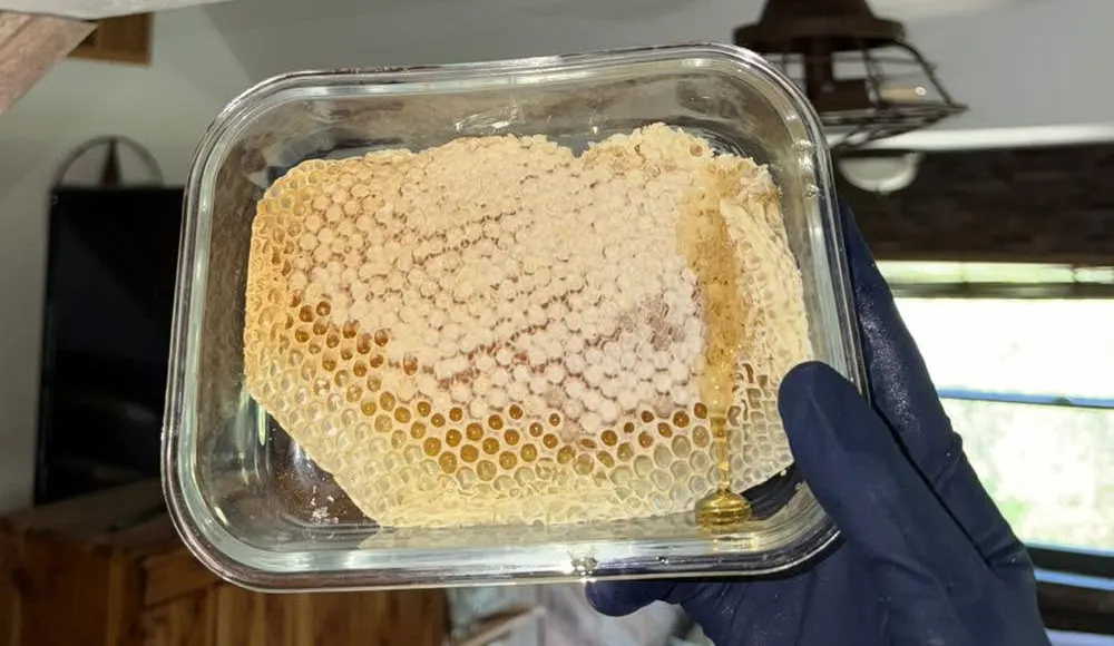A slab of fresh comb honey cut straight from a rescued colony