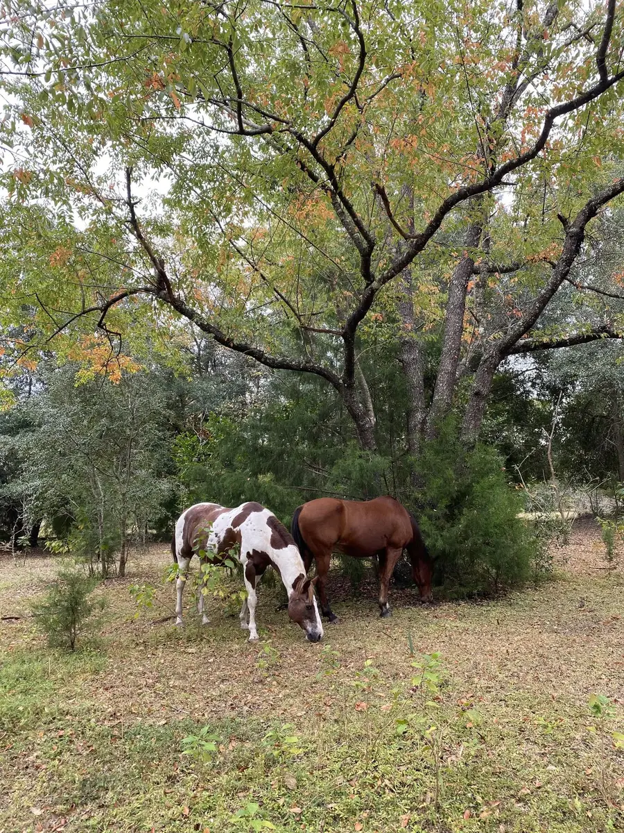 Horses grazing under the pecan trees