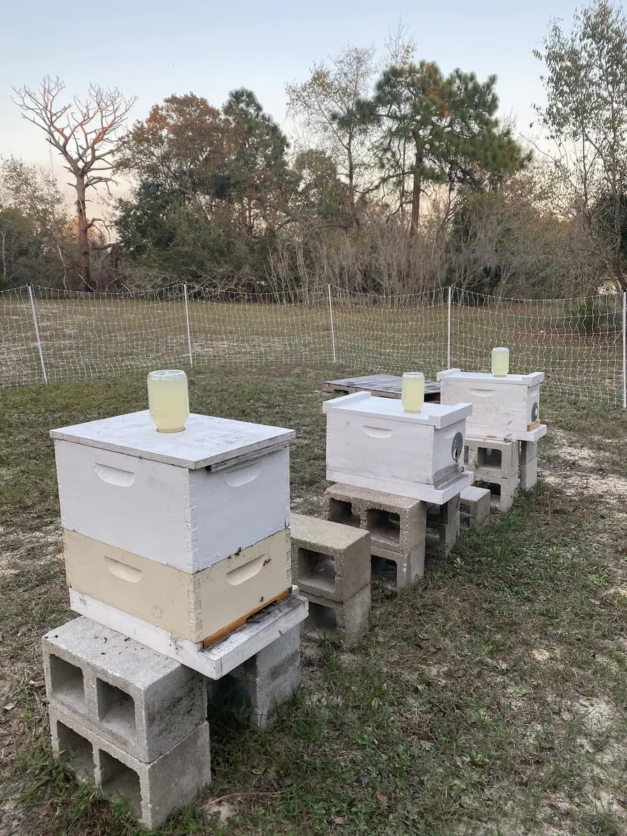 Nuc boxes with feeders at the apiary