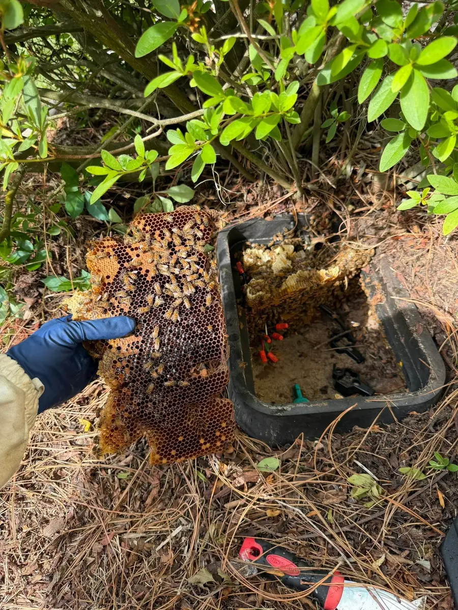 Rescued comb full of bees being relocated