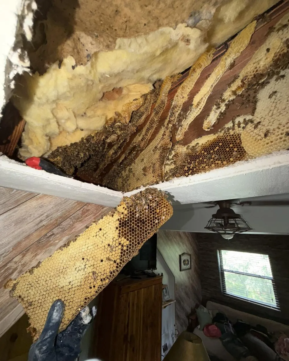 Comb exposed inside a ceiling during a live bee removal