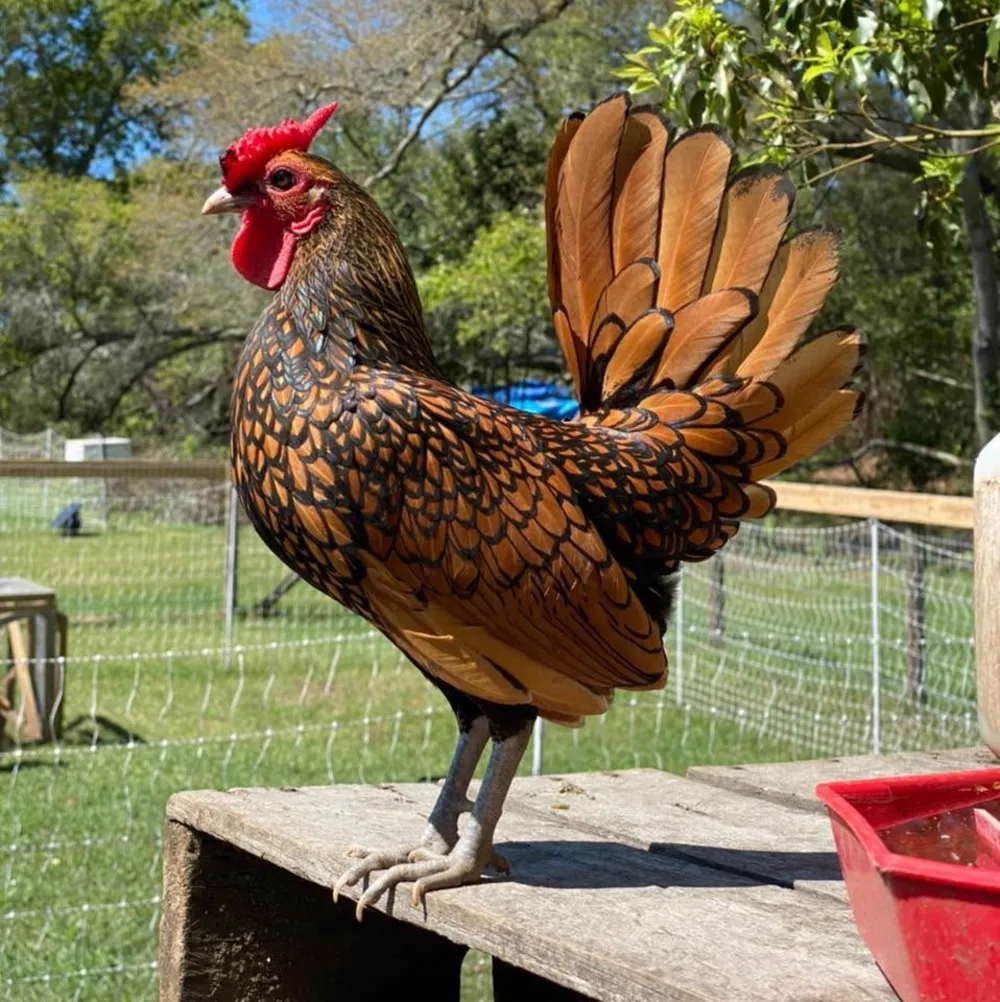 Golden sebright rooster