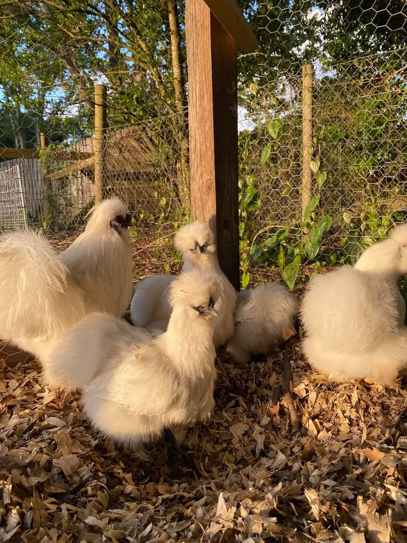 Silkie chickens in the run