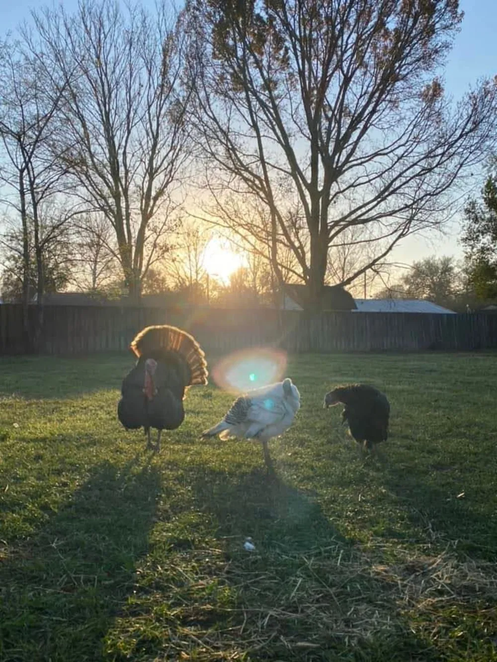 Turkeys at sunset